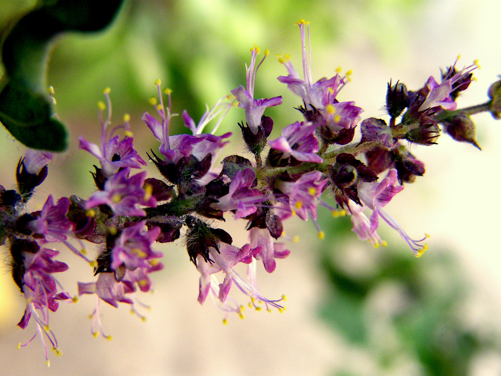 اوسیموم سانکتوم